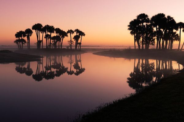Jones, Adam 아티스트의 Sable palms silhouetted at sunrise on the Econlockhatchee River작품입니다.
